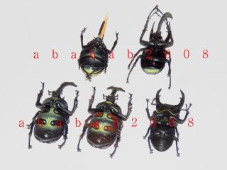 F Toys insect Bug stag beetle trading figure (full set 5 figures with 5 boxes) 3