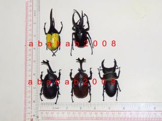 F Toys insect Bug stag beetle trading figure (full set 5 figures with 5 boxes) 4