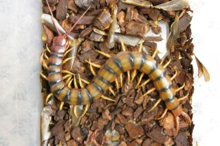 Live Large Texas Centipede - Scolopendra Polymorpha - Insect Bug Educational