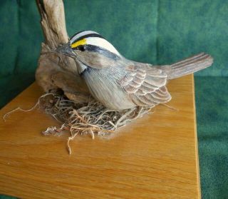 Vintage Incredibly Gorgeous Hand Carved White Crowned Sparrow Bird Wood Pedestal