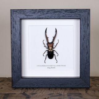 Stag Beetle Frame (cyclommatus Metallifer Finae) Entomology Frame
