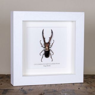 Stag Beetle Frame (Cyclommatus metallifer finae) Entomology Frame 2
