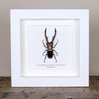 Stag Beetle Frame (Cyclommatus metallifer finae) Entomology Frame 3