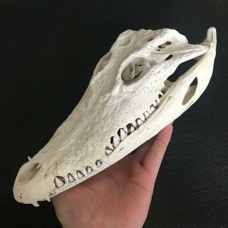 1pcs Siamese Crocodile Skull Taxidermy 9.  5 " - 10 " (from The Farm) &