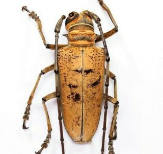 Rosenbergia Mandibularis - Cerambycidae 47mm From Fak - Fak,  West Papua,  Indonesia