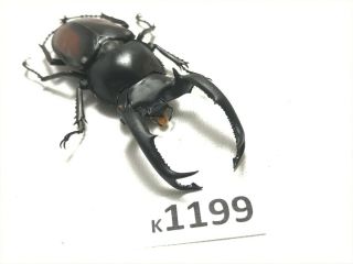 K1199 Unmounted Beetle Lucanus 65mm ?? Vietnam Central