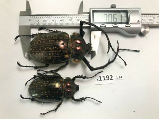 K1192 Unmounted 70mm ? Beetle Cheirotonus Vietnam Central