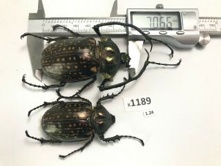 K1189 Unmounted 70mm ? Beetle Cheirotonus Vietnam Central