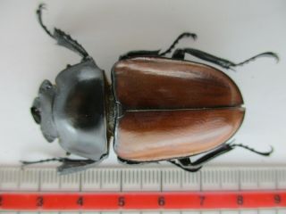 45178.  Lucanidae: Neolucanus sp.  Vietnam Central.  60mm.  over 2000m 6