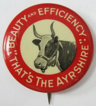 Ayrshire Dairy Cow Advertising Beauty Efficiency Pinback Button Celluloid 1930 