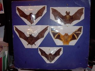 Bat Taxidermy 5 Species Displayed In Flying Position Some Hard To Find