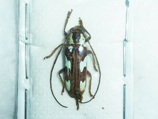 Very Rare Cerambycidae Prosopocera Gahani Male Huge Cameroon