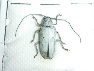 Very Rare Cerambycidae Prosopocera Clara Male Huge Cameroon