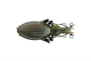 Carabidae Carabus Acoptolabrus Gehinii Radiatocostatus Female 29,  5mm