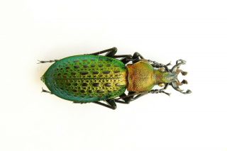 Carabidae Carabus Coptolabrus Smaragdinus Losevi Male 29mm Paratype