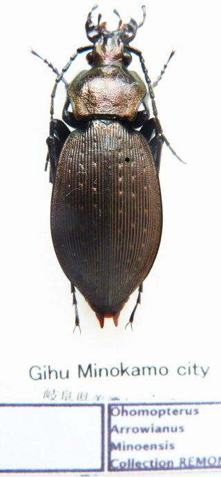 Carabus Ohomopterus Arrowianus Minoensis (female A2) From Japan (carabidae)