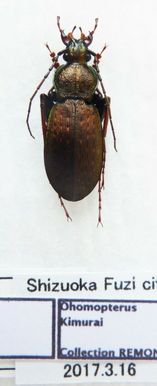 Carabus Ohomopterus Kimurai (male A1) From Japan (carabidae)