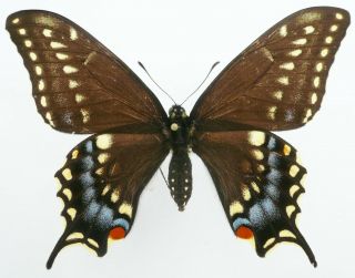 Papilio Polyxenes Ssp.  Female From Ontario,  Canada