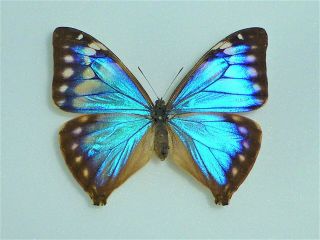 Fantastic Morpho Aega Pseudocyrpris Female Nymphaliidae Nymphalidae Brazil