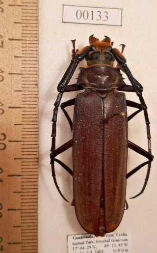 Coleoptera Cerambycidae Cerambycinae Prioninae Beetle Entomology Real Insect