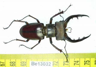 Lucanus Lucanidae Stag Beetle Real Insect Vietnam Be (13032)