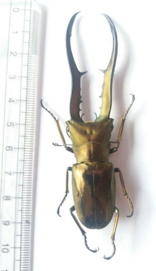 Beetle Cyclommatus Metallifer Finae,  Big Size 90mm,  Peleng Island