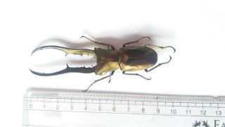 Beetle Cyclommatus Metallifer Finae,  Big size 90mm,  Peleng Island 2