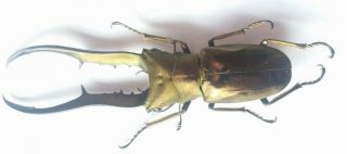 Beetle Cyclommatus Metallifer Finae,  Big size 90mm,  Peleng Island 3