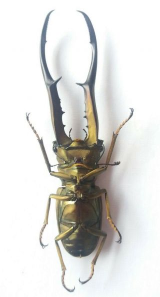 Beetle Cyclommatus Metallifer Finae,  Big size 90mm,  Peleng Island 4
