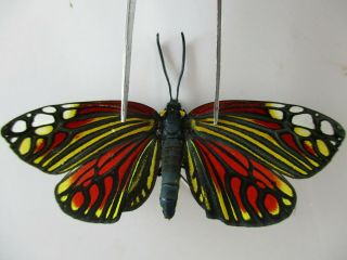 M8638.  Unmounted Moths: Zygaenidae Sp.  Central,  Vietnam.  Over 2000m