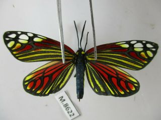M8622.  Unmounted Moths: Zygaenidae Sp.  Central,  Vietnam.  Over 2000m