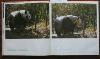 Photo Album Book Panda Bamboo Bear Animal Zoo Nature China Chinese View Old 3
