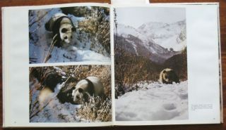 Photo Album Book Panda Bamboo Bear Animal Zoo Nature China Chinese View Old 4