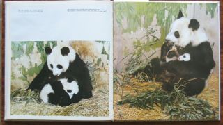 Photo Album Book Panda Bamboo Bear Animal Zoo Nature China Chinese View Old 6