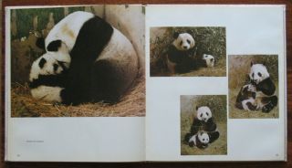 Photo Album Book Panda Bamboo Bear Animal Zoo Nature China Chinese View Old 7