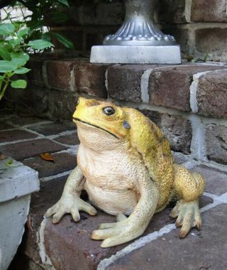 Cane Toad Figure Statue For Garden Home Decor Or Zoo Frog Sculpture
