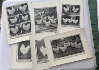 Antique Poultry Photographs A.  O.  Schilling White Buff Wyandotte’s 1907