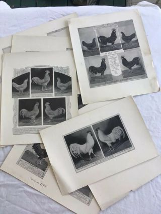 Poultry Photographs A.  O.  Schilling White Brown Buff Black Leghorn 1912
