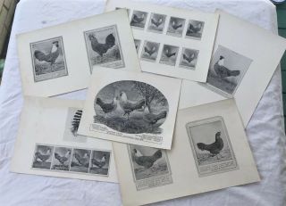 Poultry Photographs A.  O.  Schilling Golden Silver Campine Farm Art 1911