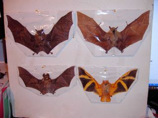 Bat Taxidermy 4 Different Species Displayed Flying Position Some Hard To Find
