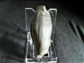 Fossil Whale Tooth Miocene 2.  6 - 15 Million Years Old Cooper River S.  C.  4 