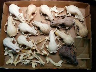 14 Raccoon Skulls,  Teeth Real Bones