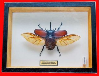 Beetle - Framed Horned Beetle - Eupatorus Siamensis - Wings Spread