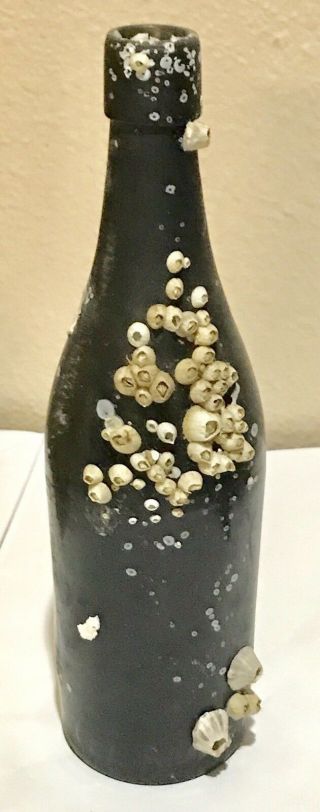 1800s Yellow Olive Black Glass Bottle With Barnacles / Florida/ 3 Part Mold