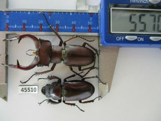 45510.  Lucanidae: Lucanus Marazziorum.  Vietnam North.  55mm