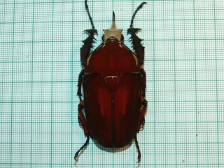 Mecynorrhina Ugandensis 66 Mm Male Red Brown