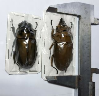 Rare Xlarge Lucanidae: Allotopus Moellenkampi 56,  Mm Pair,  Sumatra,  Indonesia.