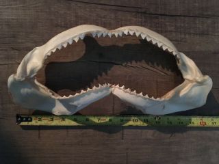 Shark Jaws Taxidermy 16” Wide,  12” Mouth Opening