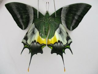 Pa4769.  Unmounted Butterflies: Teinopalpus Imperialis.  North Vietnam.  Yen Bai
