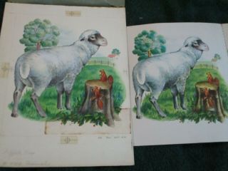 Sheep 1950 